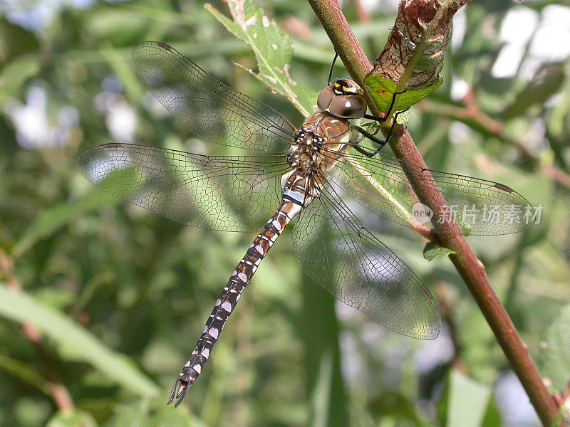 迁徙小贩蜻蜓(Aeshna mixta)雄性